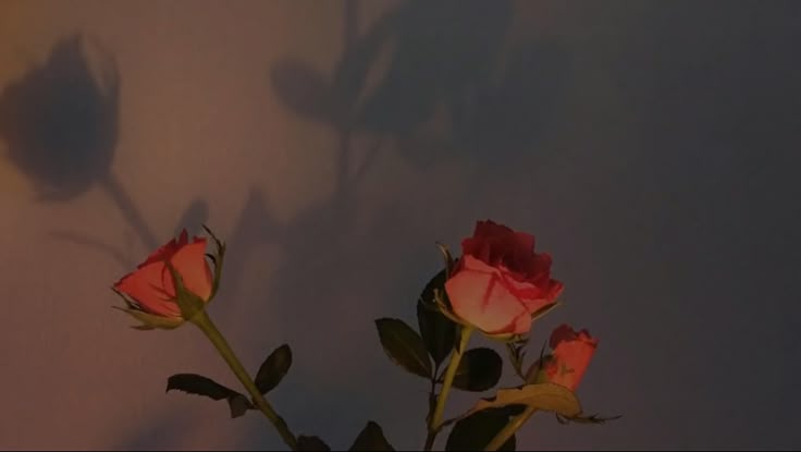 الرد على من يدعي عدم فرضية الحجاب