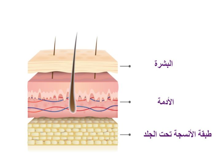 الجلد