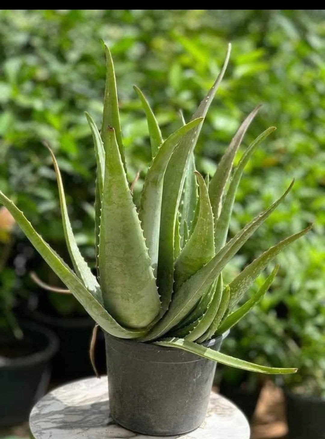 معلومة زراعية بسيطة ولطيفة 🌿