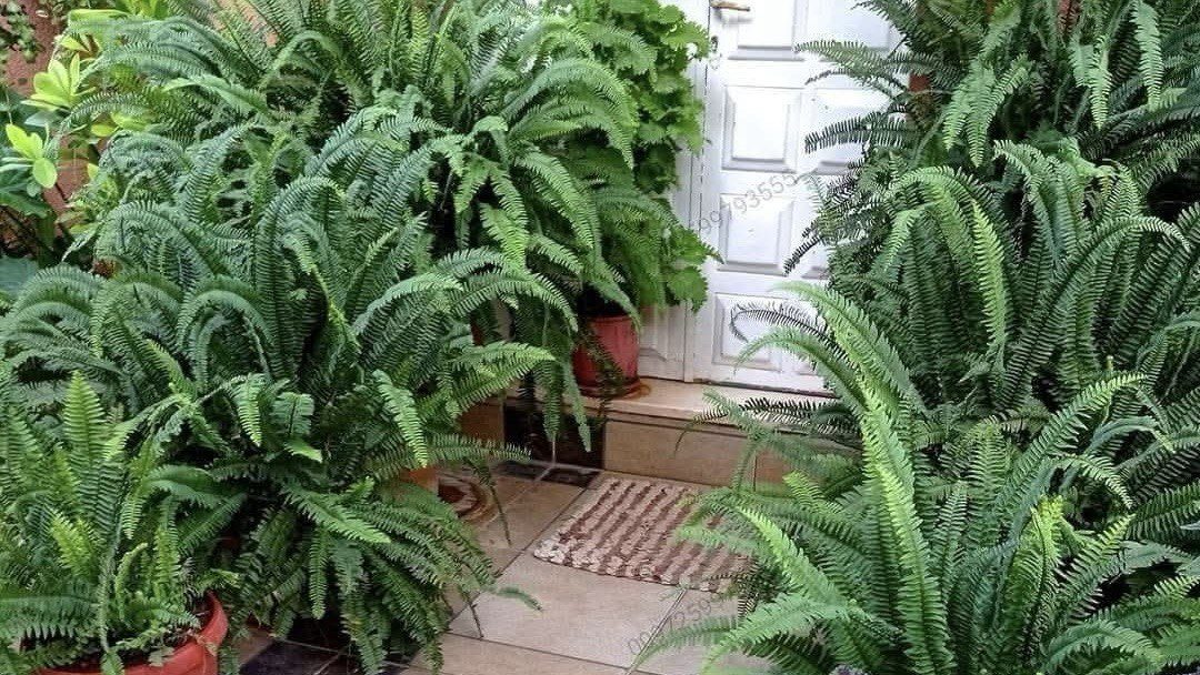 نبات الخنشار 🌿