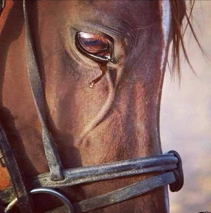 دمعة على الإسلام