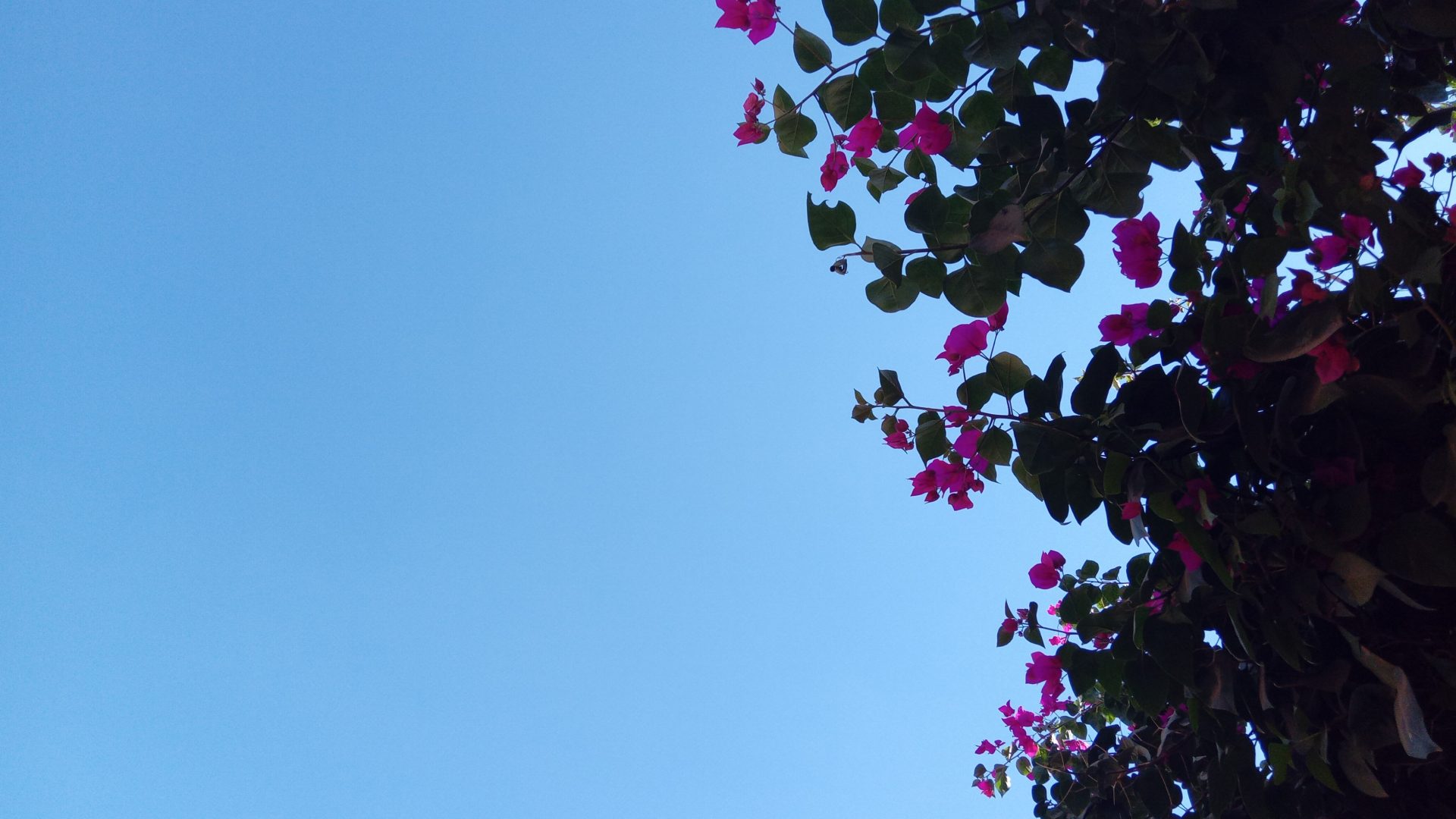 أشجار بألوان زاهية