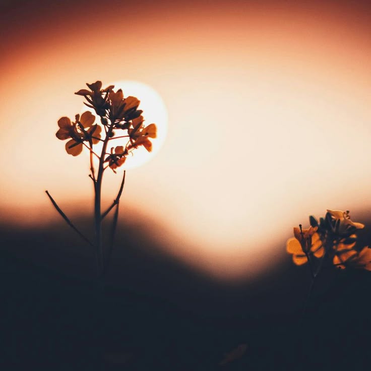 أم المؤمنين زينب بنت جحش رضي الله تعالى عنها