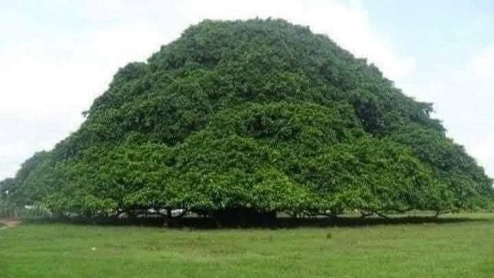 شجرة الجوكاري الكولومبية