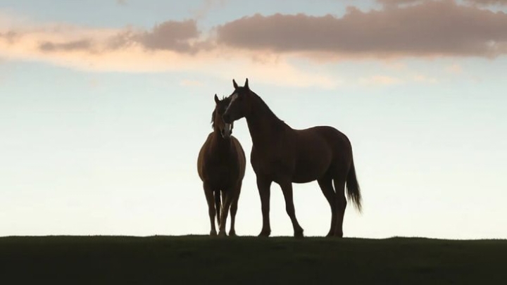 زَيْدُ الخَيْرِ