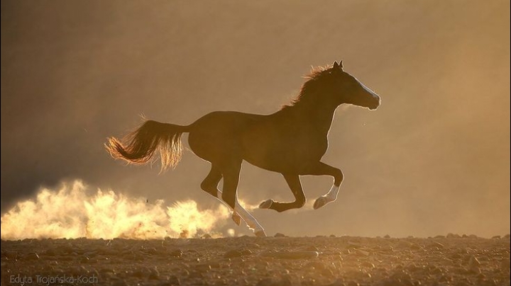 أَبُو أَيُّوبَ الأَنْصَارِيُّ