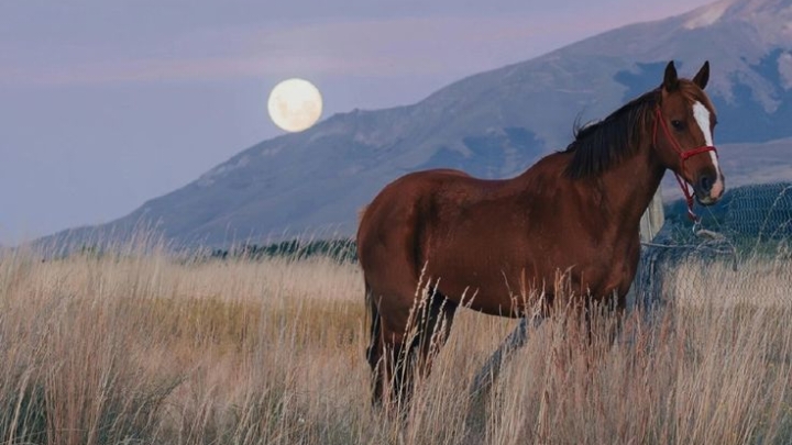 عَبْدُ اللَّهِ بْنُ مَسْعُودٍ