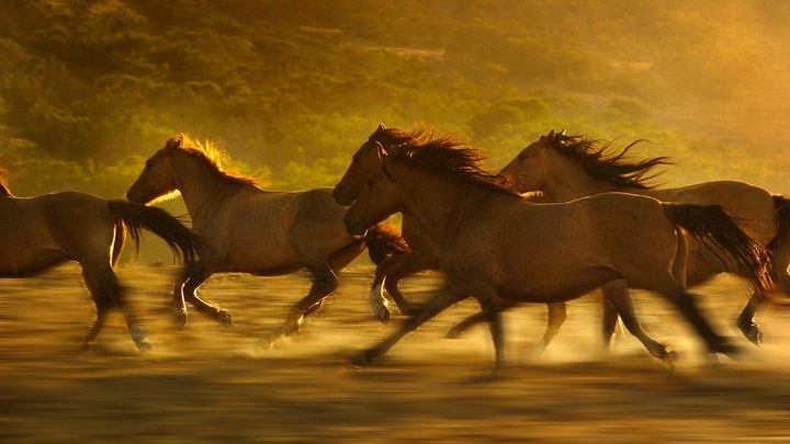 البَرَاءُ بْنُ مَالِكٍ الأَنْصَارِيُّ