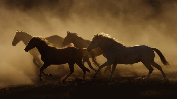 صُهَيْبٌ الرُّومِيُّ