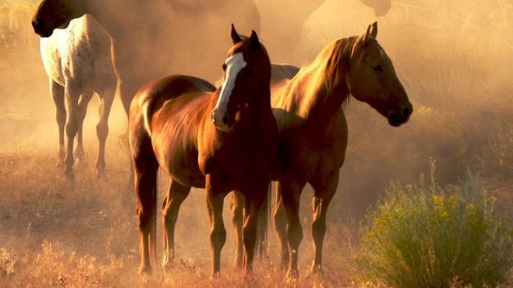 الْعَبَّاسُ بْنُ عَبْدِ الْمُطَّلِبِ