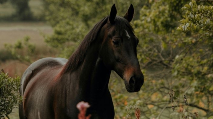 الزُّبَيْرُ بْنُ العَوَّامِ