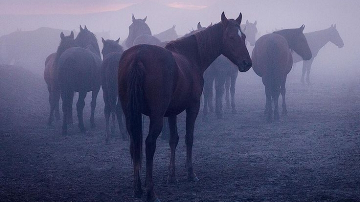 ثُمَامَةُ بْنُ أُثَالٍ
