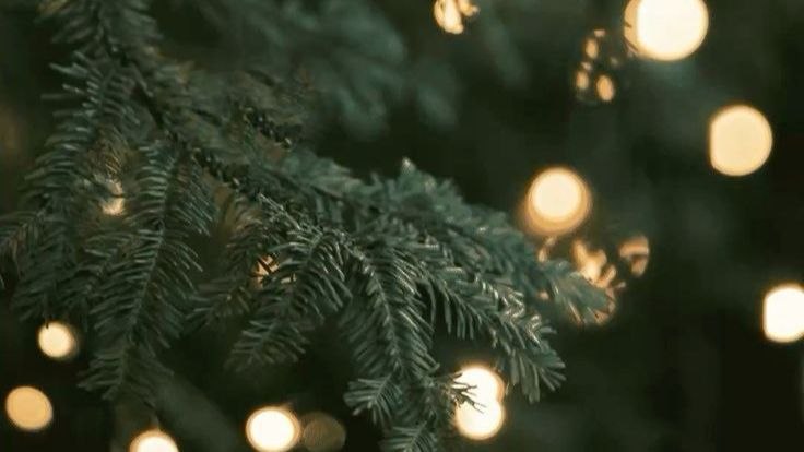 شجرة الميلاد… وقفة مع أخطر صور ضياع الهوية الإسلامية!