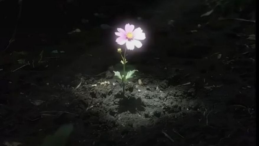 النصف الممتلىء من الكوب