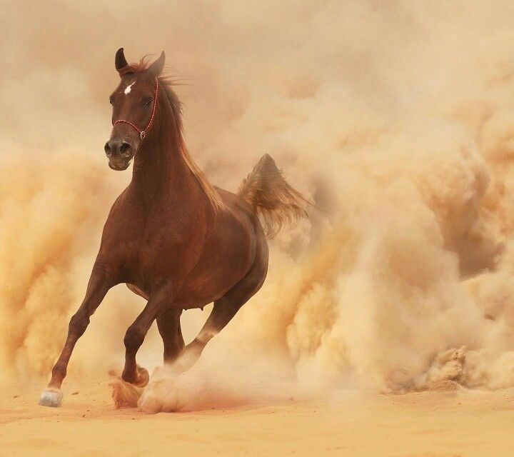 بدر