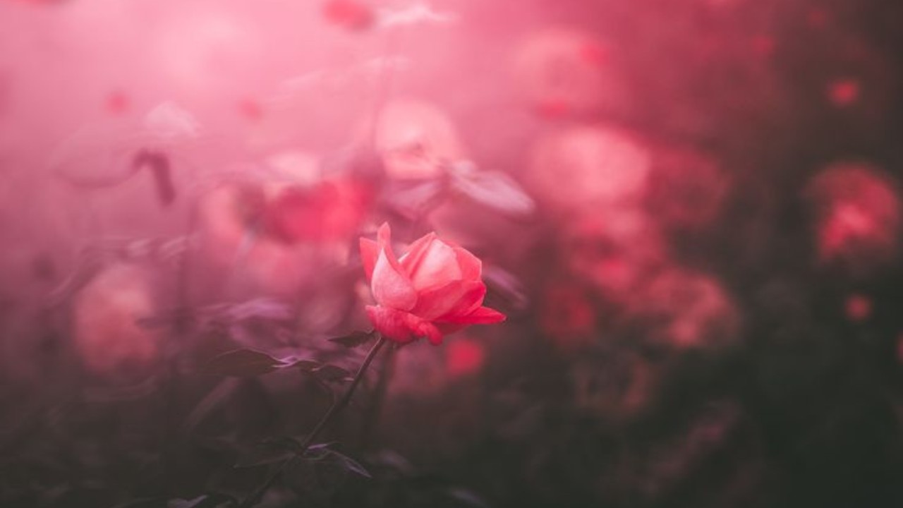 إذا لم تكوني مثلهن؛ فاقتدي بهن (مريم -عليها السلام-)