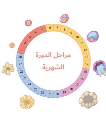 كيف تحدث الدورة الشهرية