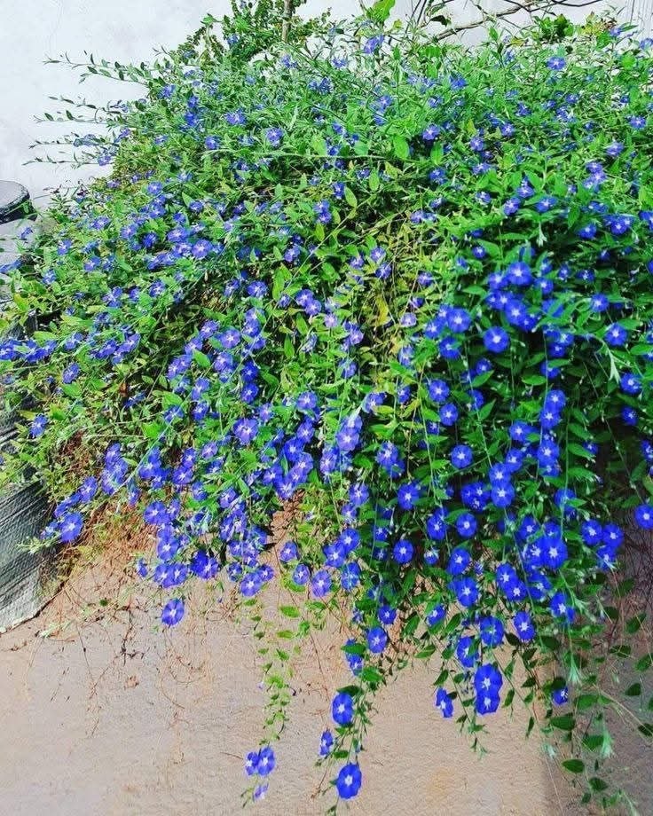 نباتات الزينة المنزلية
